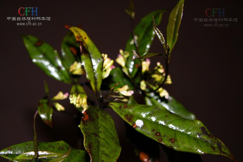 尾葉漆 尾葉漆