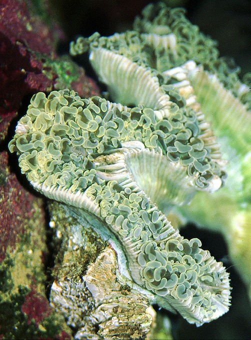 榔頭珊瑚骨架