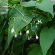 千年不爛心(雙子葉植物綱、茄屬的草本植物) 千年不爛心(雙子葉植物綱、茄屬的草本植物)