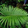 峨眉耳蕨(植物) 峨眉耳蕨(植物)