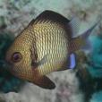 網紋魚 網紋魚