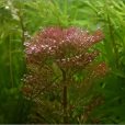 紅金魚藻 紅金魚藻
