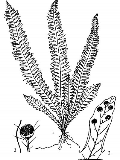 穴子蕨屬 穴子蕨屬