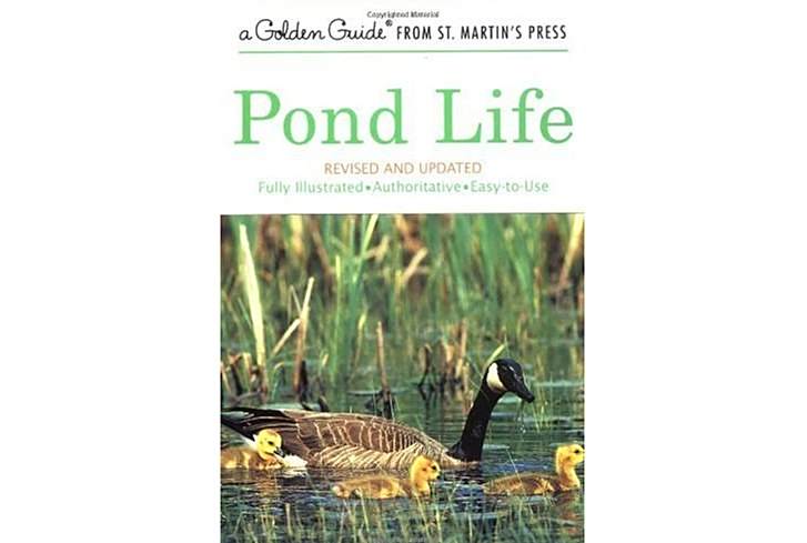 Pond Life Pond Life