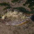 長鰭籃子魚 長鰭籃子魚