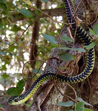 非洲樹蛇