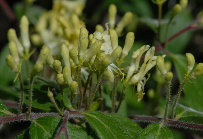黃花忍冬(中醫藥) 黃花忍冬(中醫藥)