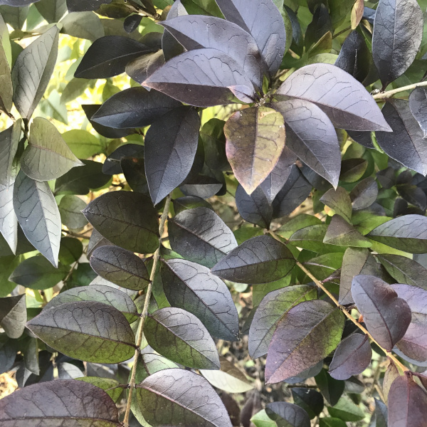 Ligustrum ovalifolium