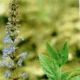紫參(茜草目茜草科植物) 紫參(茜草目茜草科植物)
