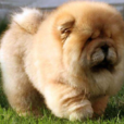 熊獅犬 熊獅犬