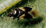 Orius tristicolor，花蝽的一種。