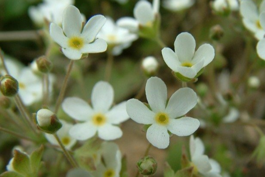 報春花目 報春花目