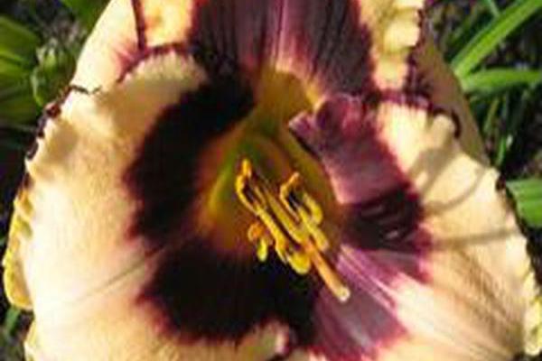 Hemerocallis \x27Canadian Border Patrol\x27
