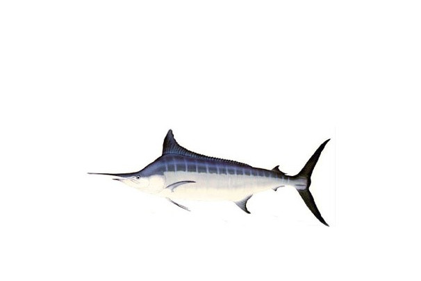 黑皮旗魚 黑皮旗魚