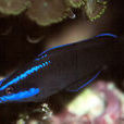 藍線魚 藍線魚