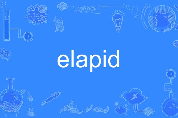 elapid elapid