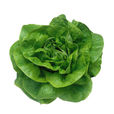 奶油生菜 奶油生菜