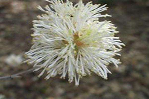 Fothergilla gardenii \x27Jane Platt\x27 Fothergilla gardenii \x27Jane Platt\x27