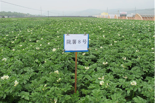 隴薯8號 隴薯8號