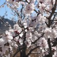 新莊堡 新莊堡