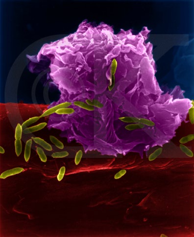 巨噬細胞