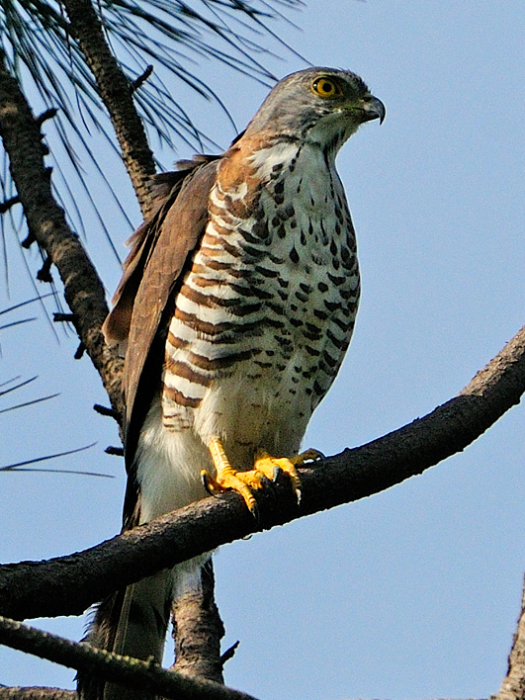 鳳頭鷹斯里蘭卡亞種