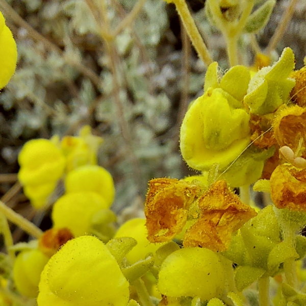 Calceolaria polifolia