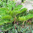 澤米(蘇鐵科植物) 澤米(蘇鐵科植物)