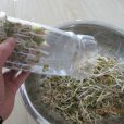 生綠豆芽 生綠豆芽