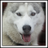 Husky Dog Husky Dog