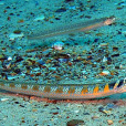 毛背魚 毛背魚