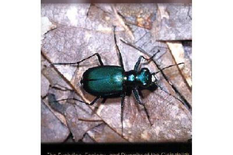 Tiger Beetles
