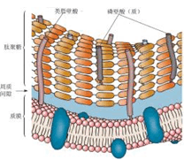 革蘭氏陽性菌細胞壁