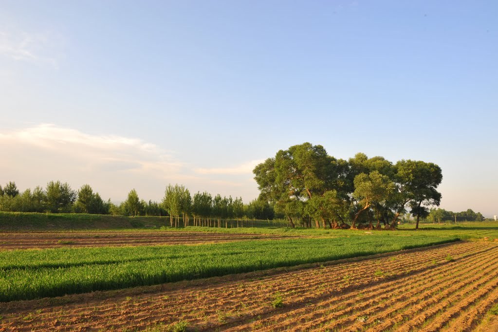 獨楊樹村 獨楊樹村