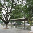 五沙村(廣東省中山市橫欄鎮下轄村) 五沙村(廣東省中山市橫欄鎮下轄村)