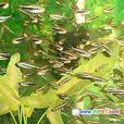 脂鯉魚科