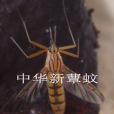 中華新蕈蚊 中華新蕈蚊
