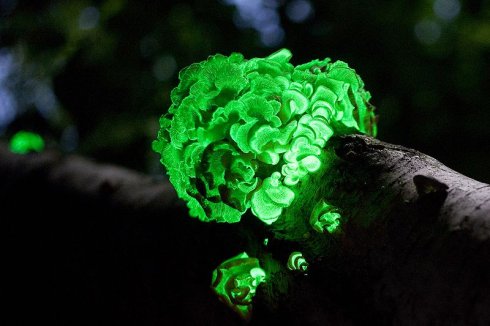 發光的鱗皮扇菇