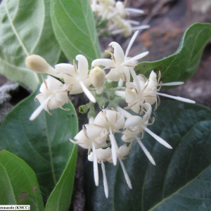 Paracephaelis cinerea