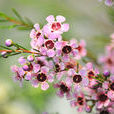 傑拉爾頓臘花(淘金彩梅) 傑拉爾頓臘花(淘金彩梅)