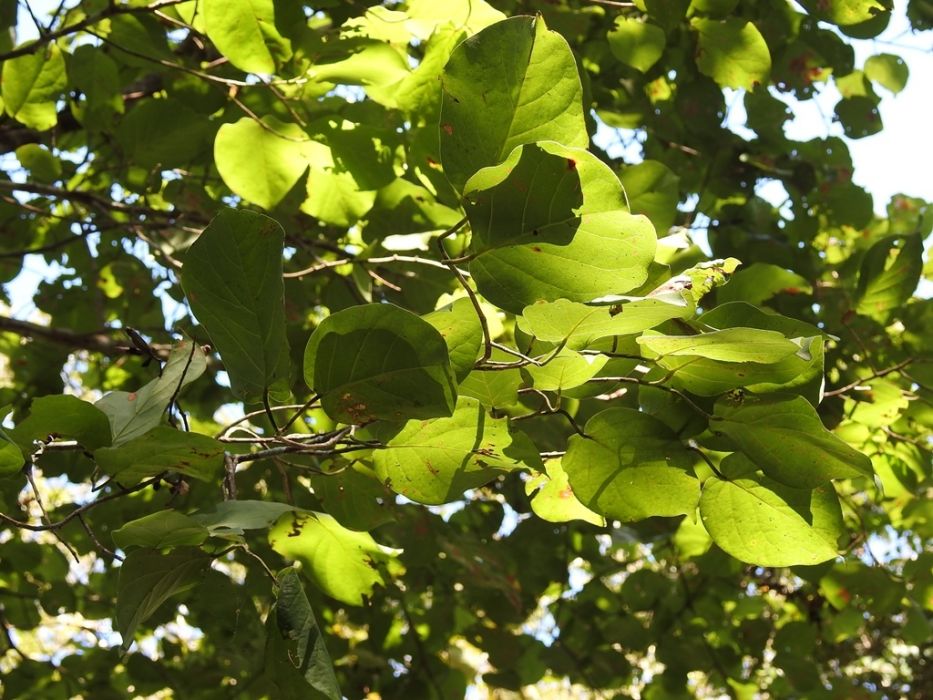 Coccoloba acapulcensis