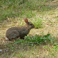 科西嘉島野兔