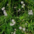 草原石頭花 草原石頭花