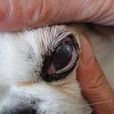 犬眼蟲病 犬眼蟲病