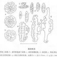 褐綠海參 褐綠海參