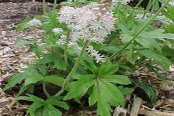 Tiarella \x27Iron Butterfly\x27