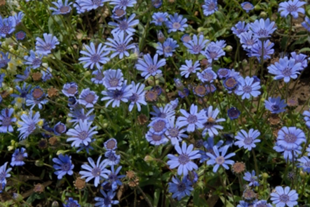 藍菊(菊科費利菊屬植物) 藍菊(菊科費利菊屬植物)