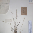 矮落芒草 矮落芒草