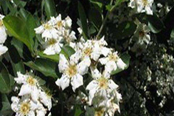 Mespilus canescens Mespilus canescens