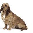 布列塔尼短腿獵犬(不列塔尼獵犬)